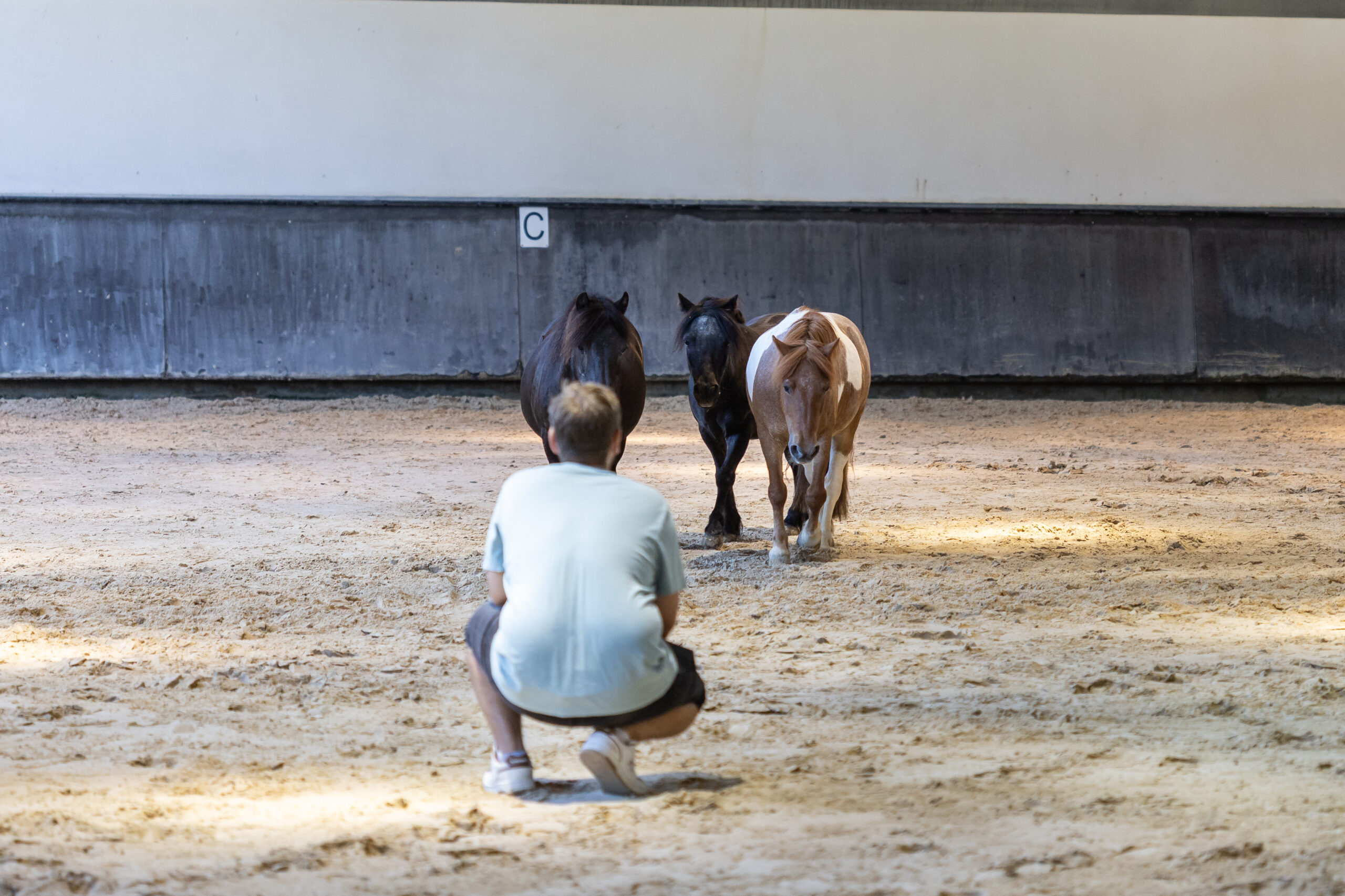 Séance d’équicoaching au Centre Équestre du Frigouyé à Saze